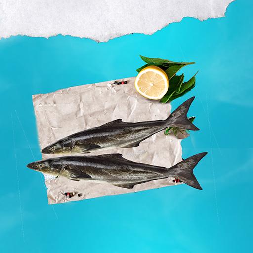 Cobia - Large