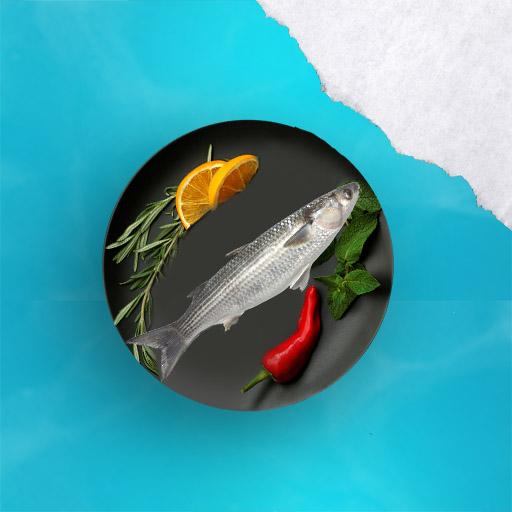 Grey Mullet (Kadal)